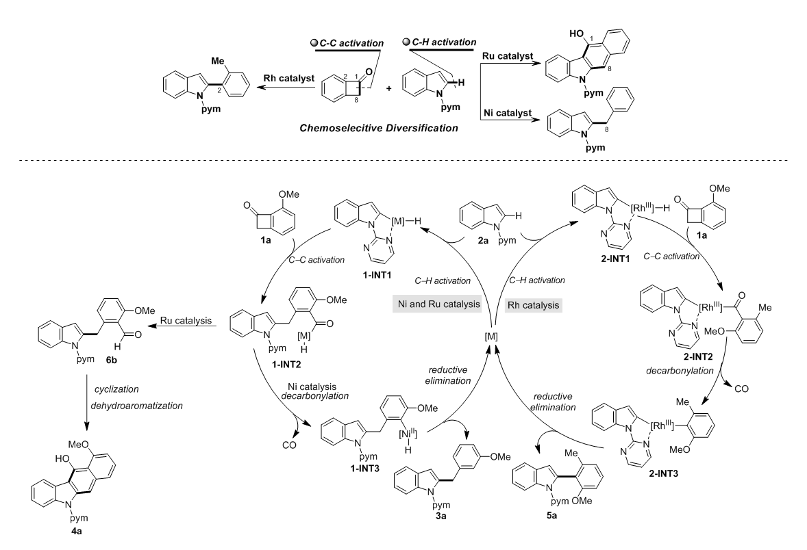 Northwest University Professor Wei Hao's Group: New Advances in Carbonyl Transformation—Catalyst-Controlled Diverse Synthesis
